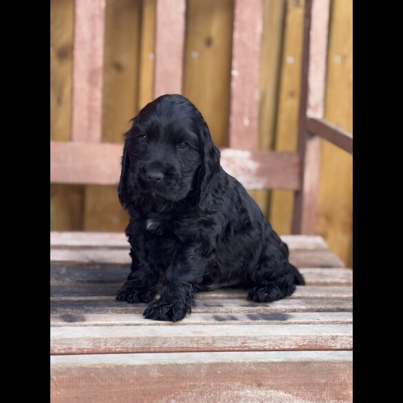 Cocker Spaniel (Show) - Dogs