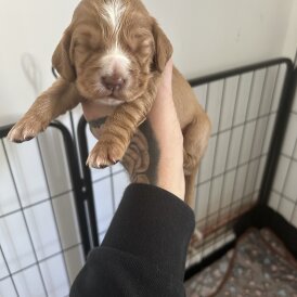 Cocker Spaniel (Show) - Both