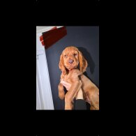 Cocker Spaniel (Show) - Both