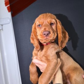 Cocker Spaniel (Show) - Both