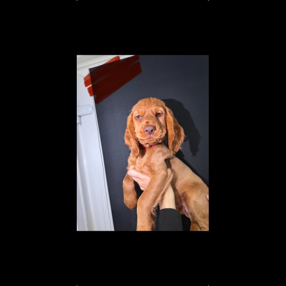 Cocker Spaniel (Show) - Both