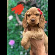 Cocker Spaniel (Show) - Both