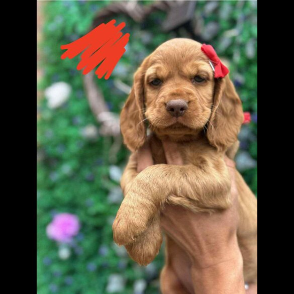 Cocker Spaniel (Show) - Both