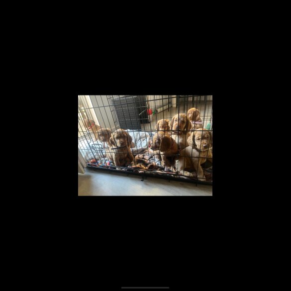 Cocker Spaniel (Show) - Both