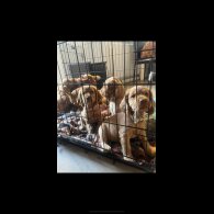 Cocker Spaniel (Show) - Both