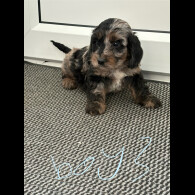 Cockapoo