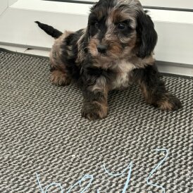 Cockapoo