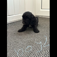 Cockapoo