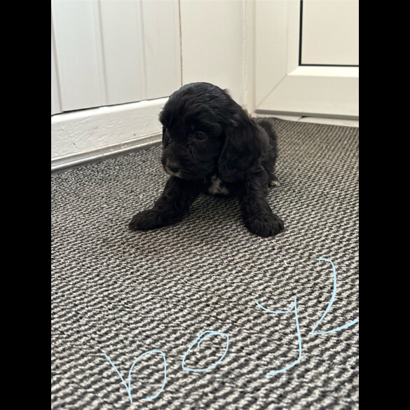 Cockapoo