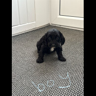 Cockapoo