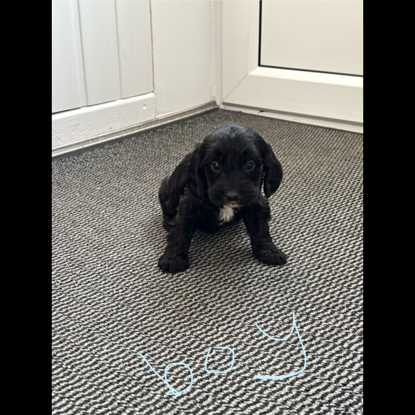 Cockapoo