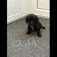 Cockapoo