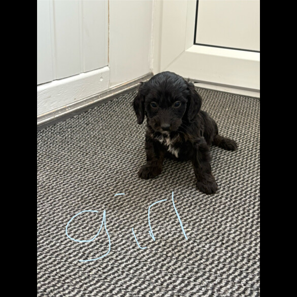 Cockapoo