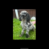 Cockapoo