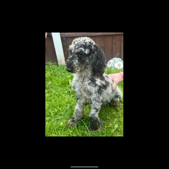 Cockapoo