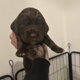Cocker Spaniel (Show) - Both