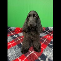 Cocker Spaniel (Show) - Both