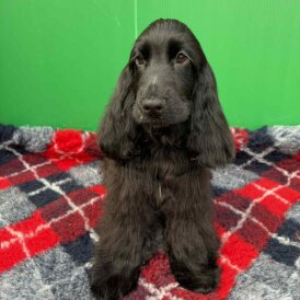 Cocker Spaniel (Show) - Both