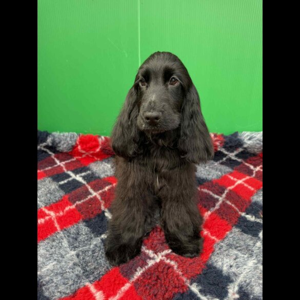 Cocker Spaniel (Show) - Both