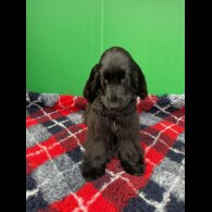 Cocker Spaniel (Show) - Both