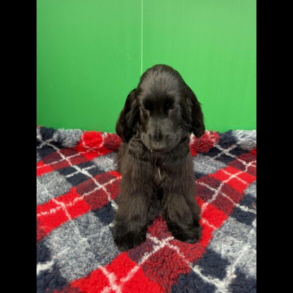 Cocker Spaniel (Show) - Both