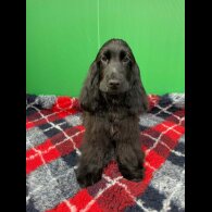 Cocker Spaniel (Show) - Both