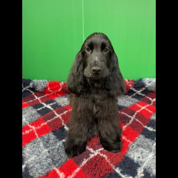 Cocker Spaniel (Show) - Both