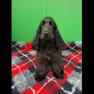 Cocker Spaniel (Show) - Both