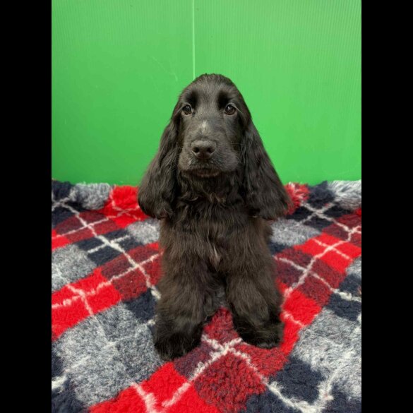 Cocker Spaniel (Show) - Both