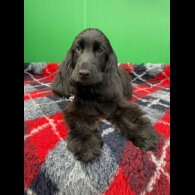 Cocker Spaniel (Show) - Both