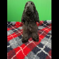 Cocker Spaniel (Show) - Both