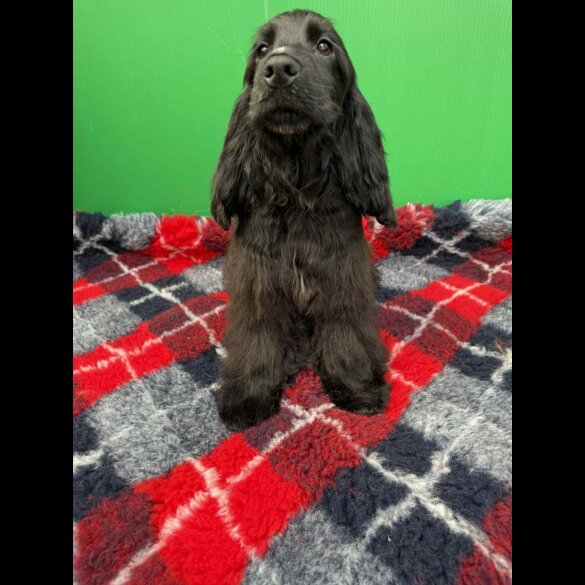 Cocker Spaniel (Show) - Both