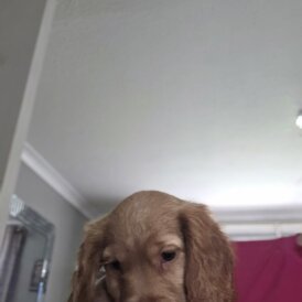 Cocker Spaniel (Show) - Both