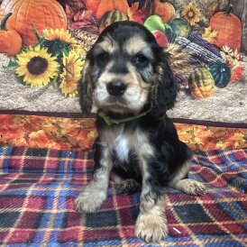 Cocker Spaniel (Show) - Both