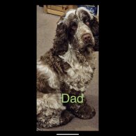 Cocker Spaniel (Show)