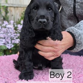 Cocker Spaniel (Show) - Both