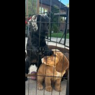 Cocker Spaniel (Show) - Bitches