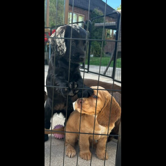 Cocker Spaniel (Show) - Bitches