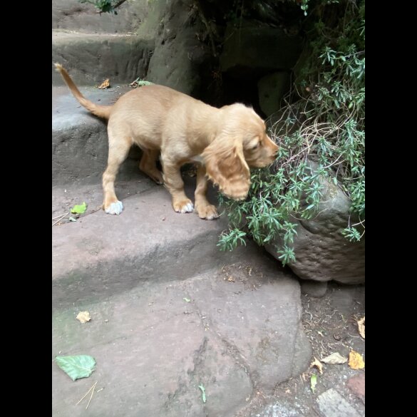 Cocker Spaniel (Show) - Both