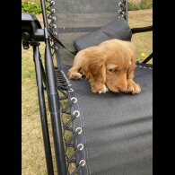 Cocker Spaniel (Show) - Both
