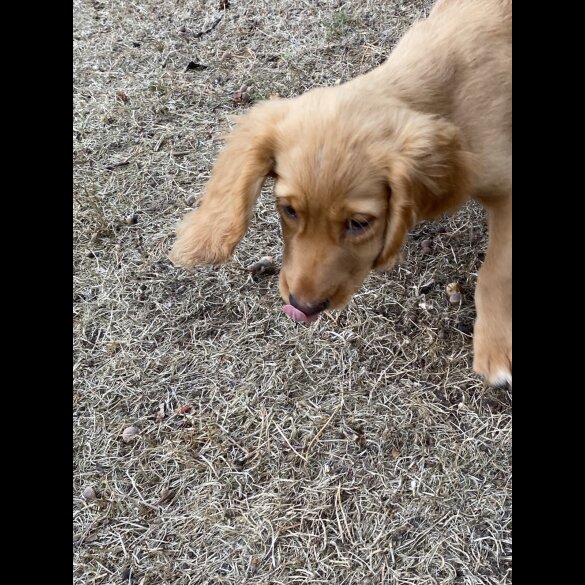 Cocker Spaniel (Show) - Both