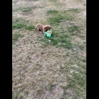 Cocker Spaniel (Show) - Both