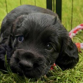 Cocker Spaniel (Show) - Bitches