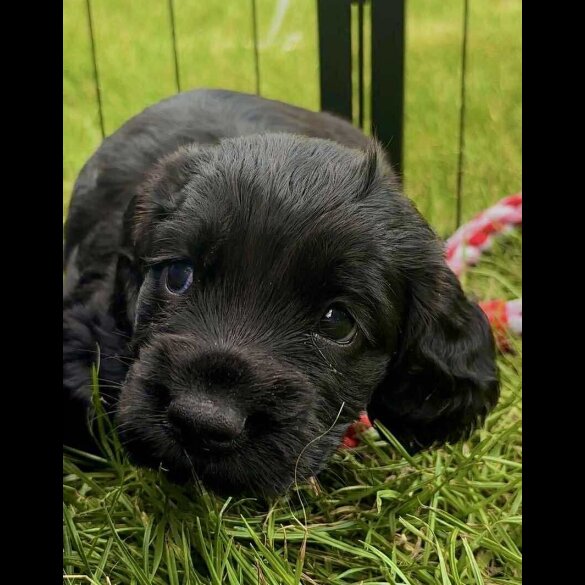 Cocker Spaniel (Show) - Bitches