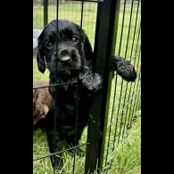 Cocker Spaniel (Show) - Bitches