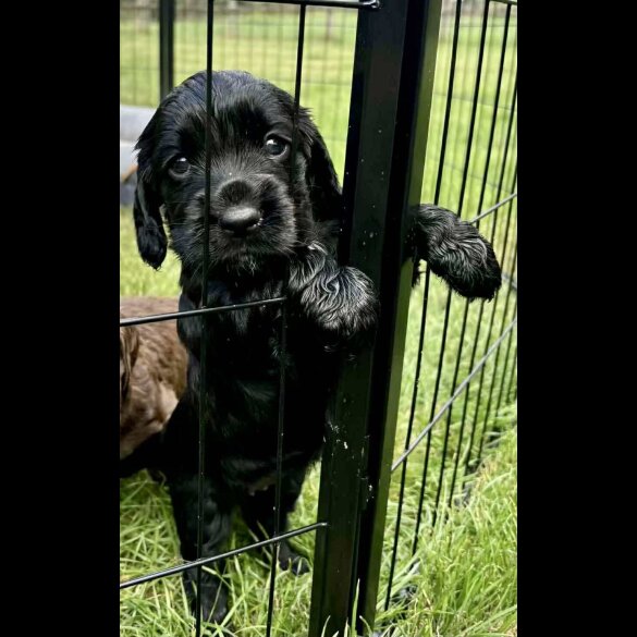 Cocker Spaniel (Show) - Bitches