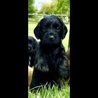 Cocker Spaniel (Show) - Bitches