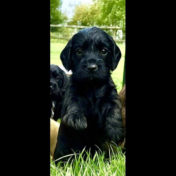 Cocker Spaniel (Show) - Bitches