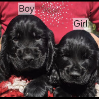 Cocker Spaniel (Show) - Both