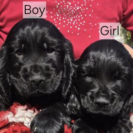 Cocker Spaniel (Show) - Both